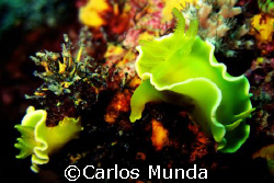 a pair of noumea croceas feeding. photo taken at limao, s... by Carlos Munda 
